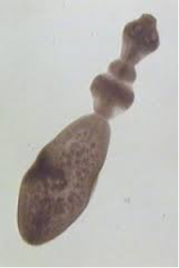 Echinococcus granulosus