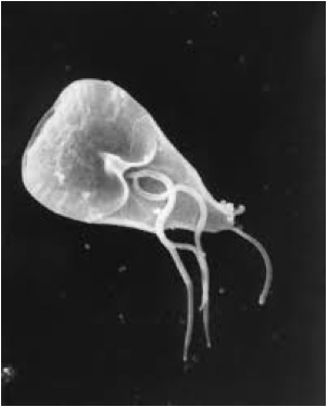 Giardia Lamblia
