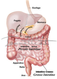INTESTINO