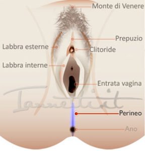 ANO PERINEO ANO PERINEO